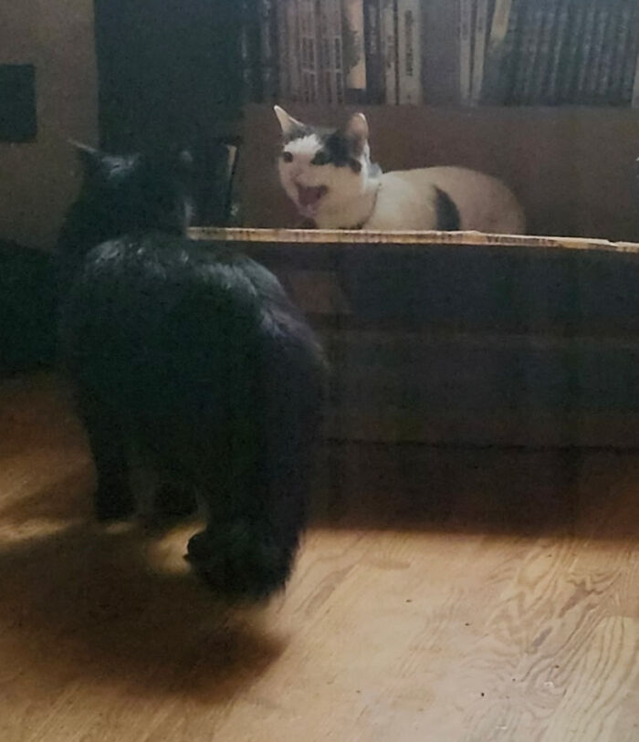 75 Funny Pics Of The Most Adorable Felines Yelling Away To Get Your Attention