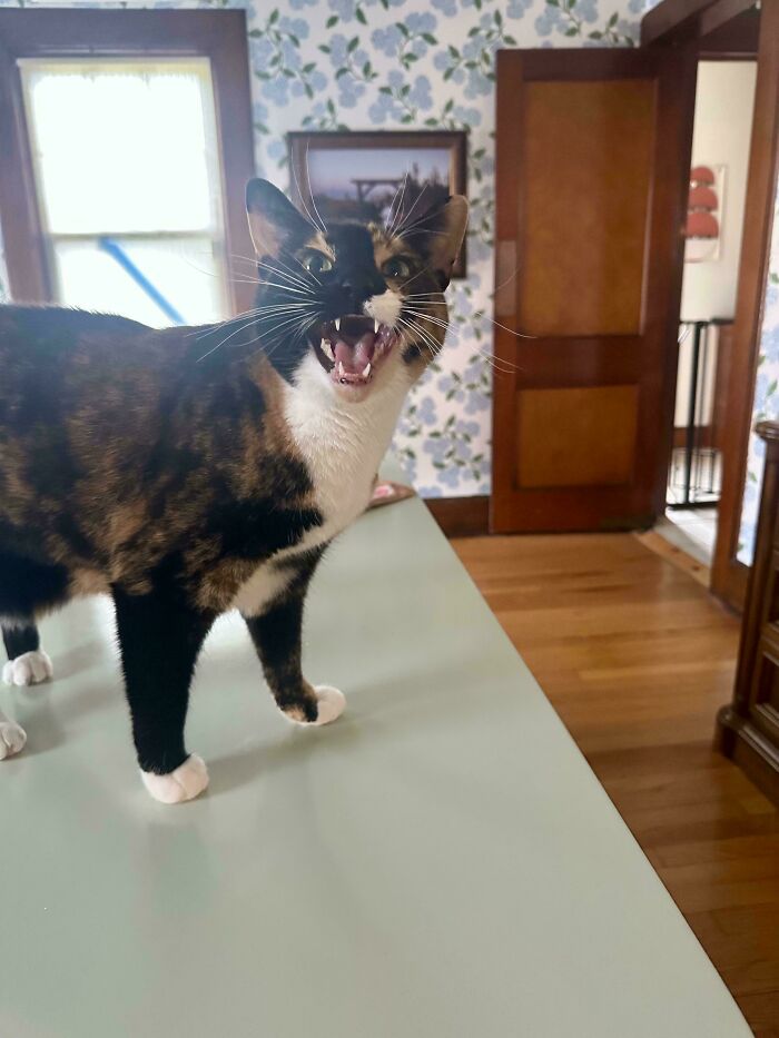 75 Funny Pics Of The Most Adorable Felines Yelling Away To Get Your Attention