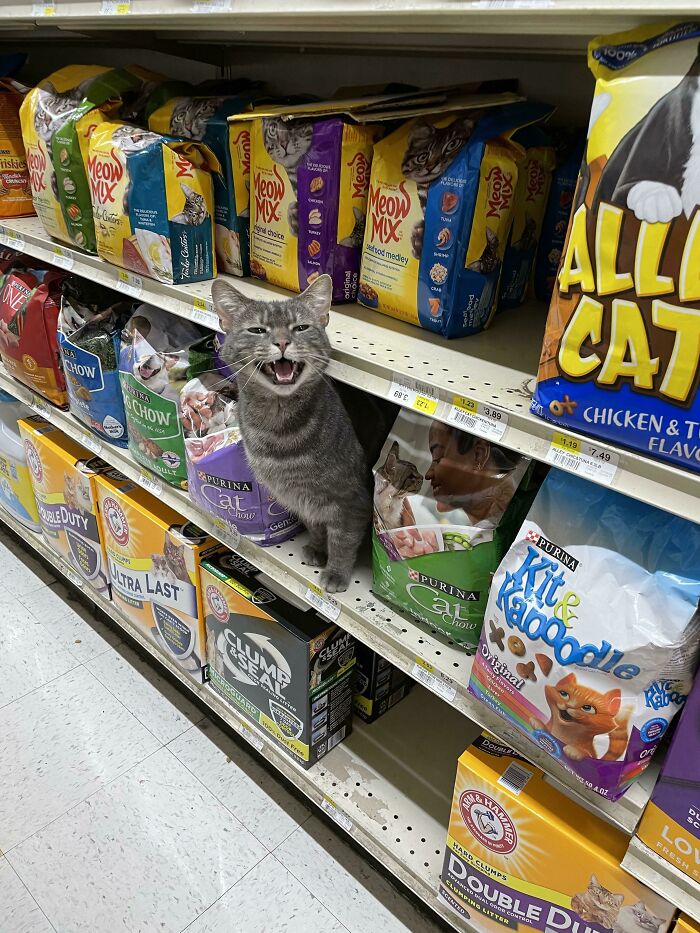 75 Funny Pics Of The Most Adorable Felines Yelling Away To Get Your Attention