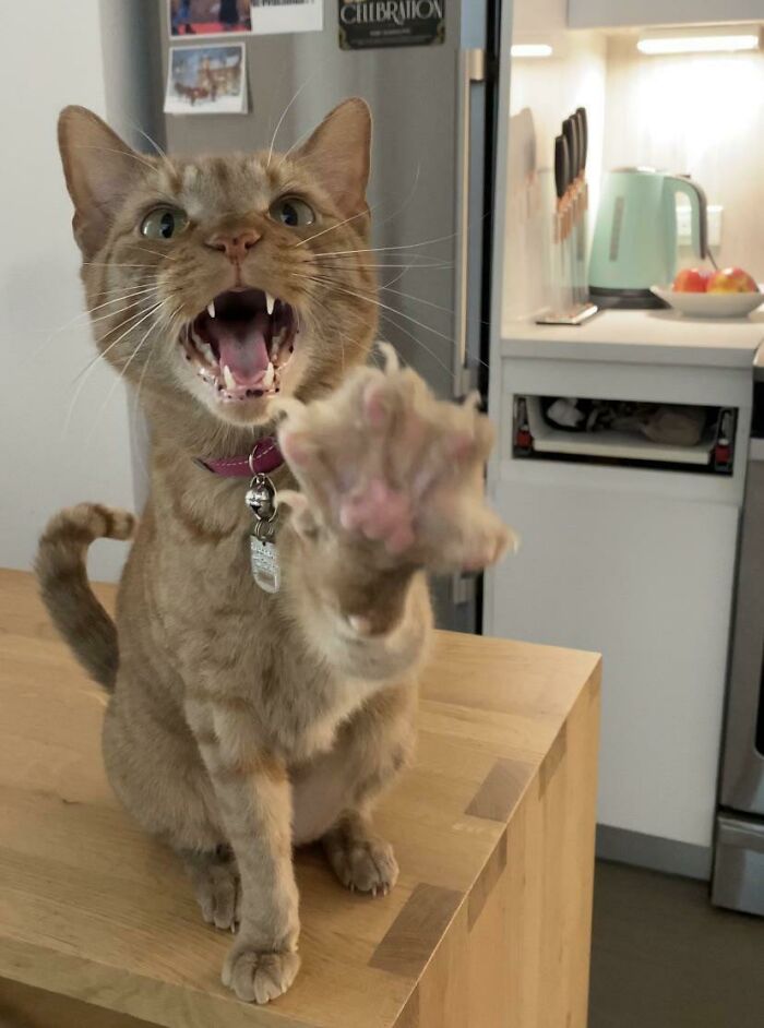 75 Funny Pics Of The Most Adorable Felines Yelling Away To Get Your Attention