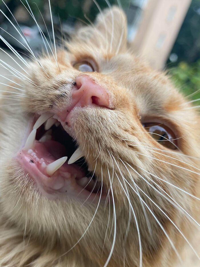 75 Funny Pics Of The Most Adorable Felines Yelling Away To Get Your Attention