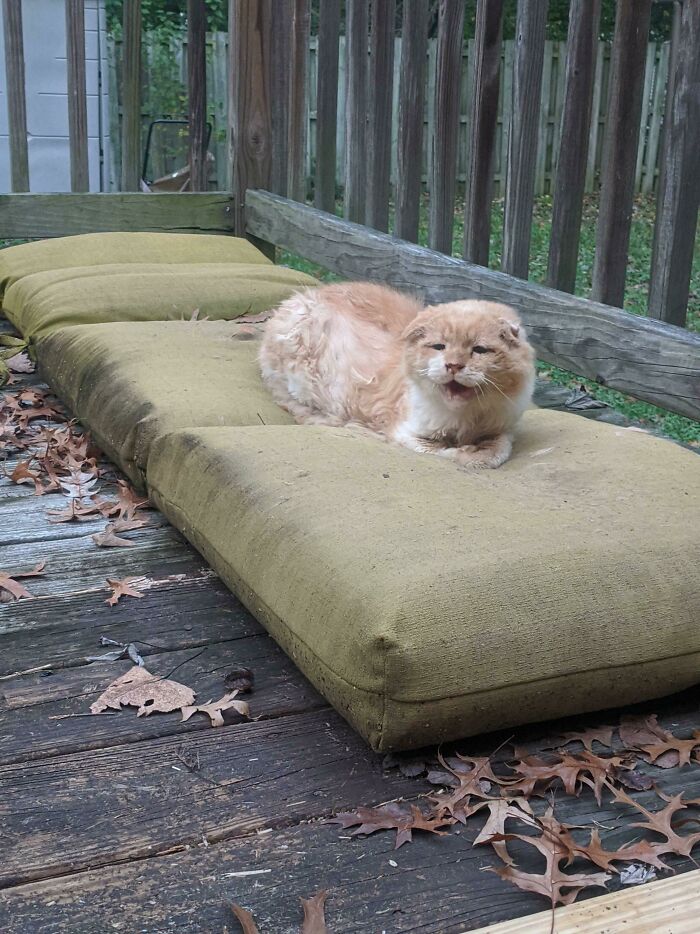 75 Funny Pics Of The Most Adorable Felines Yelling Away To Get Your Attention