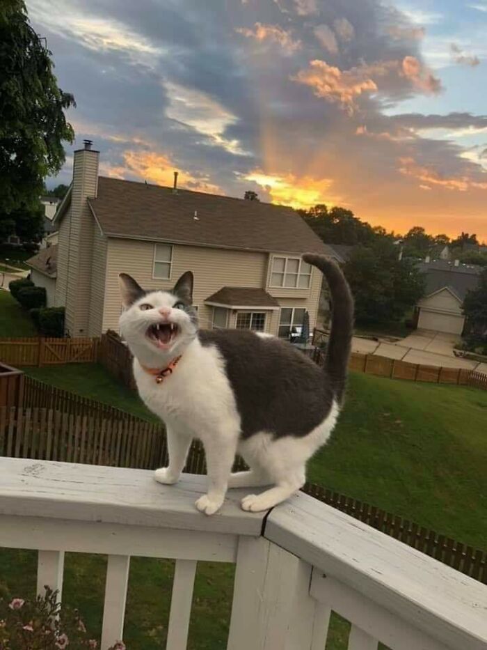 75 Funny Pics Of The Most Adorable Felines Yelling Away To Get Your Attention
