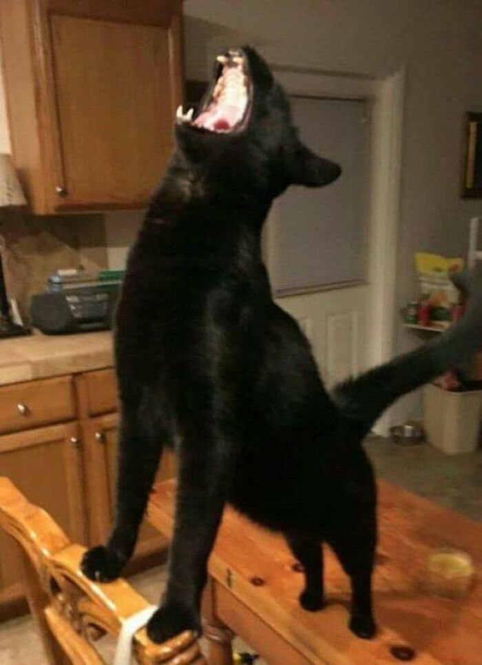 75 Funny Pics Of The Most Adorable Felines Yelling Away To Get Your Attention