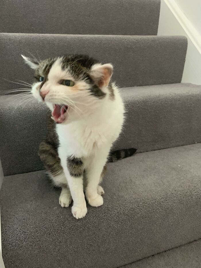75 Funny Pics Of The Most Adorable Felines Yelling Away To Get Your Attention