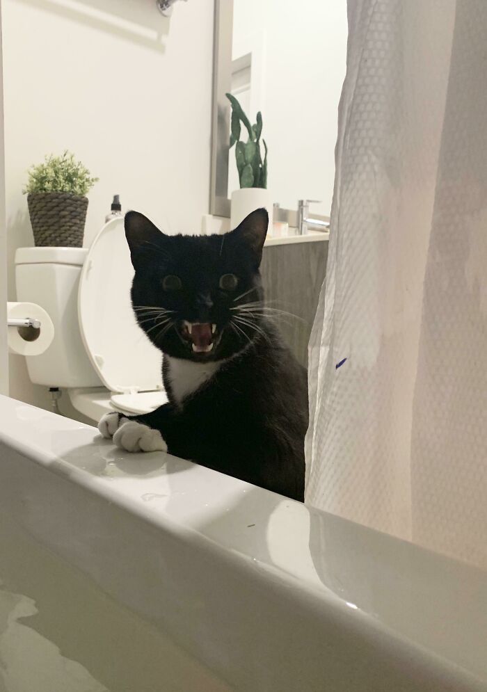 75 Funny Pics Of The Most Adorable Felines Yelling Away To Get Your Attention
