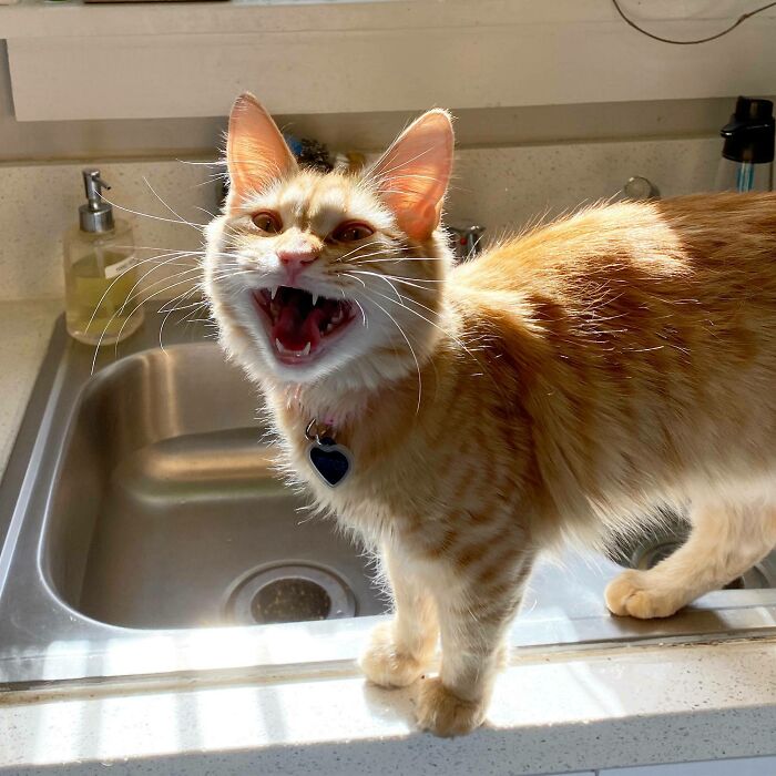 75 Funny Pics Of The Most Adorable Felines Yelling Away To Get Your Attention