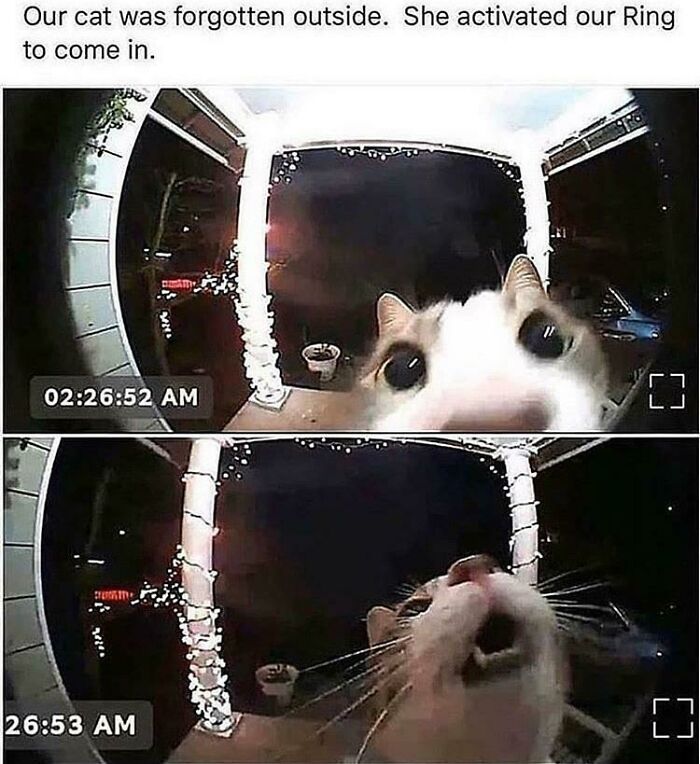 75 Funny Pics Of The Most Adorable Felines Yelling Away To Get Your Attention