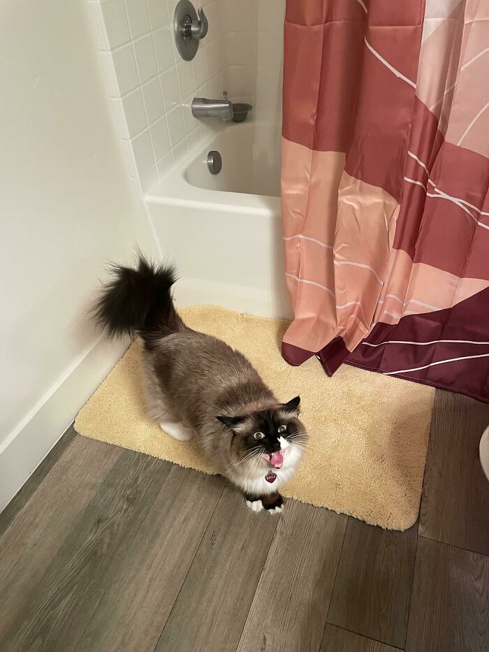 75 Funny Pics Of The Most Adorable Felines Yelling Away To Get Your Attention
