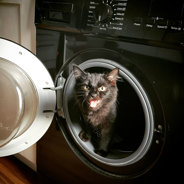75 Funny Pics Of The Most Adorable Felines Yelling Away To Get Your Attention