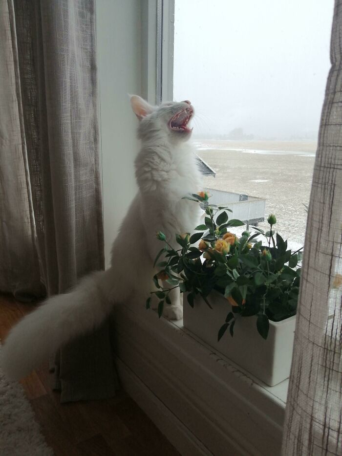 75 Funny Pics Of The Most Adorable Felines Yelling Away To Get Your Attention