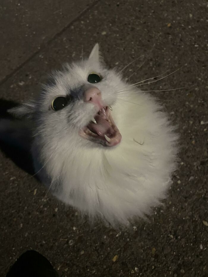 75 Funny Pics Of The Most Adorable Felines Yelling Away To Get Your Attention