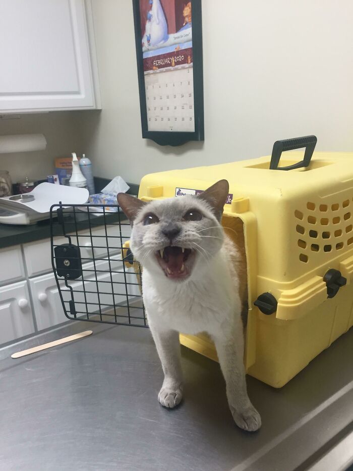 75 Funny Pics Of The Most Adorable Felines Yelling Away To Get Your Attention