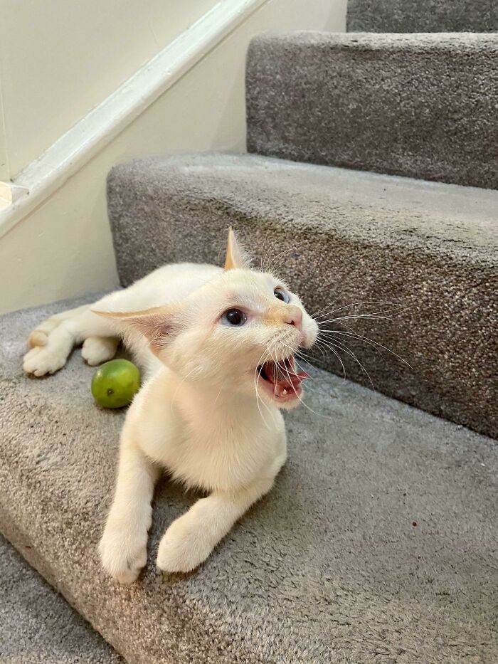 75 Funny Pics Of The Most Adorable Felines Yelling Away To Get Your Attention