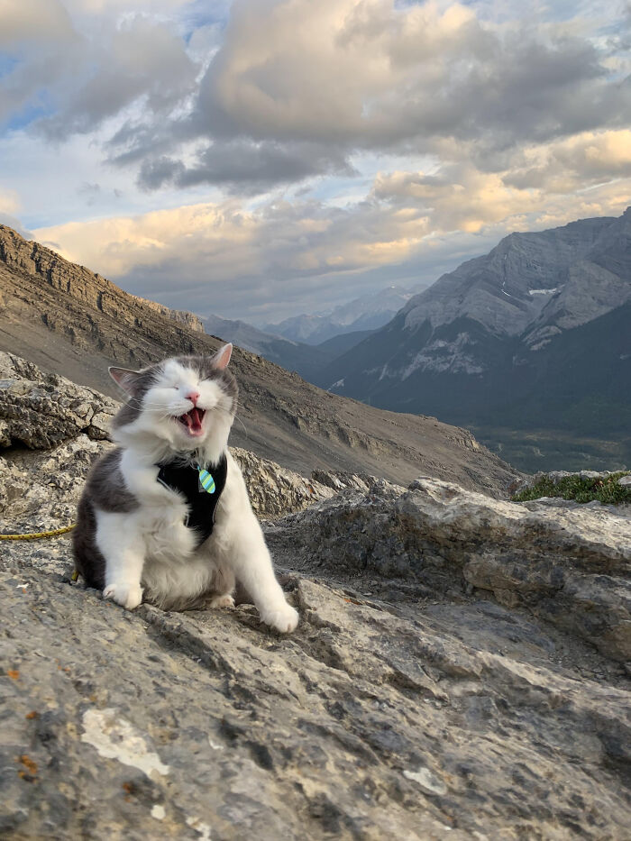 75 Funny Pics Of The Most Adorable Felines Yelling Away To Get Your Attention
