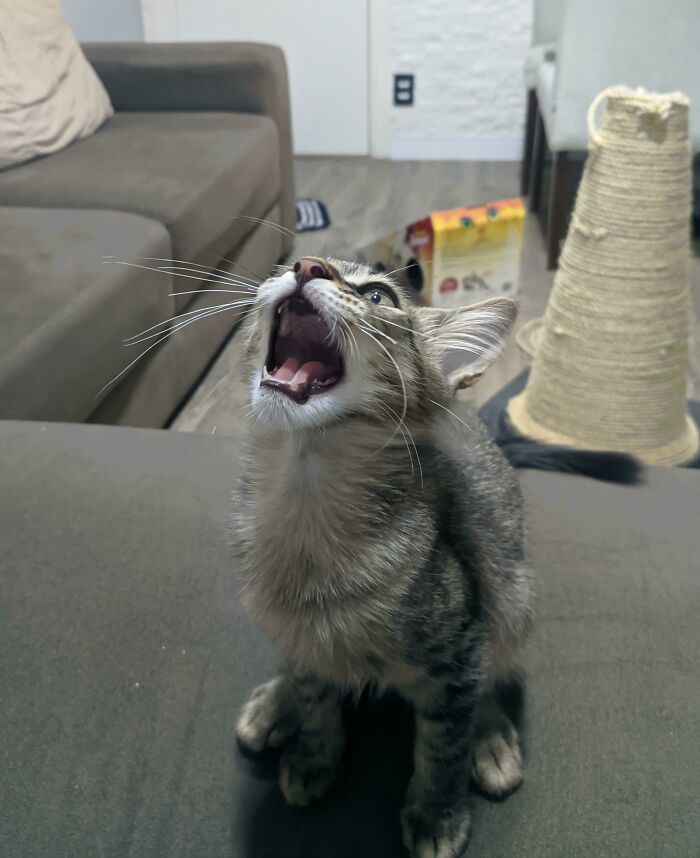 75 Funny Pics Of The Most Adorable Felines Yelling Away To Get Your Attention
