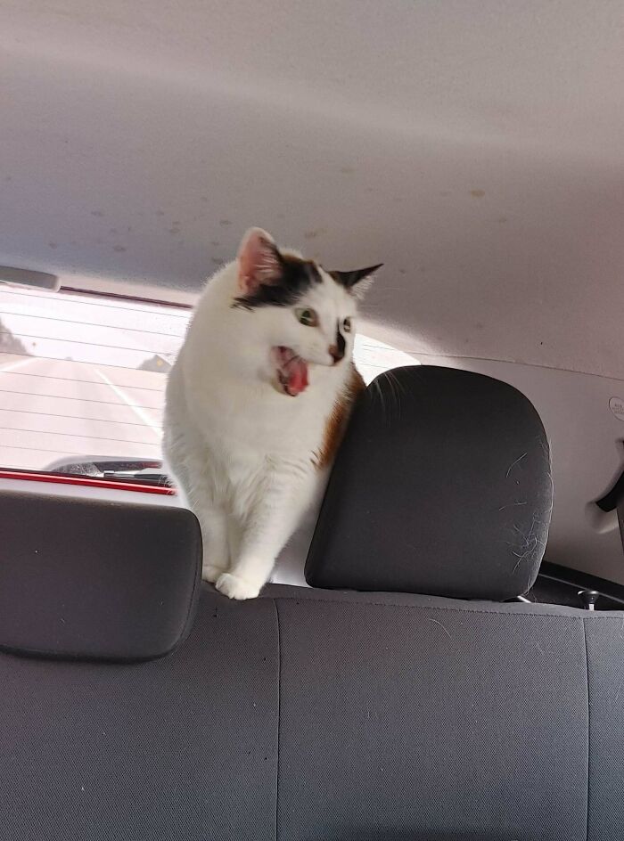 75 Funny Pics Of The Most Adorable Felines Yelling Away To Get Your Attention