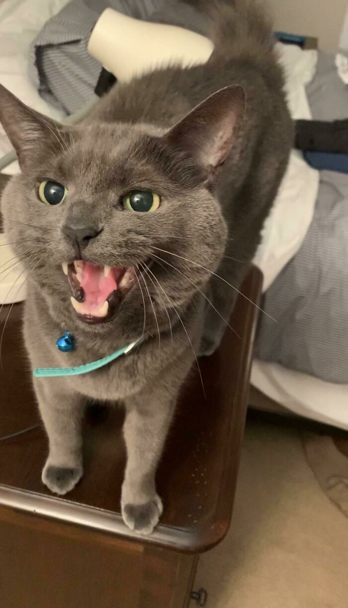 75 Funny Pics Of The Most Adorable Felines Yelling Away To Get Your Attention