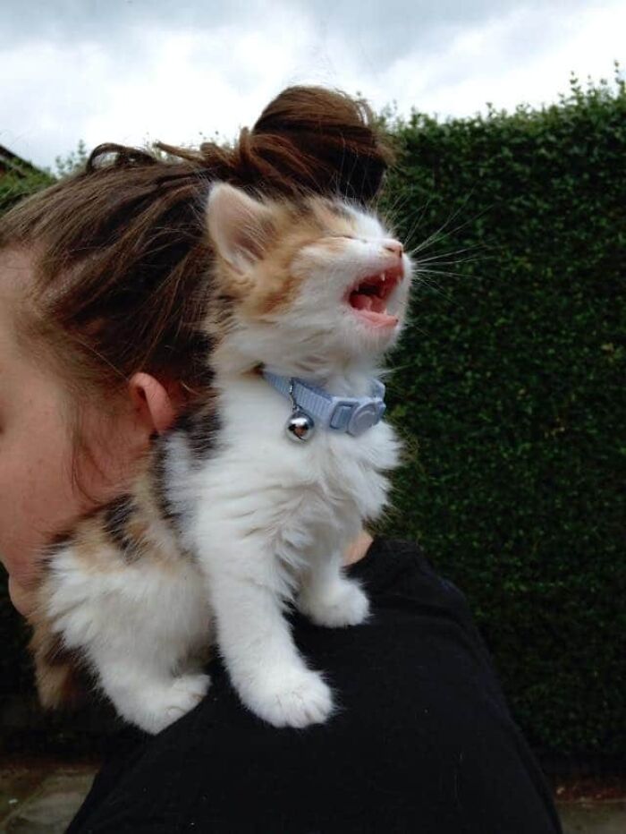 75 Funny Pics Of The Most Adorable Felines Yelling Away To Get Your Attention