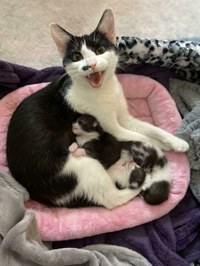 75 Funny Pics Of The Most Adorable Felines Yelling Away To Get Your Attention