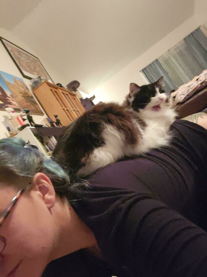 75 Funny Pics Of The Most Adorable Felines Yelling Away To Get Your Attention