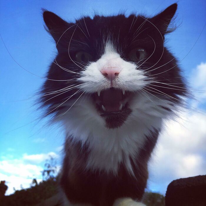 75 Funny Pics Of The Most Adorable Felines Yelling Away To Get Your Attention