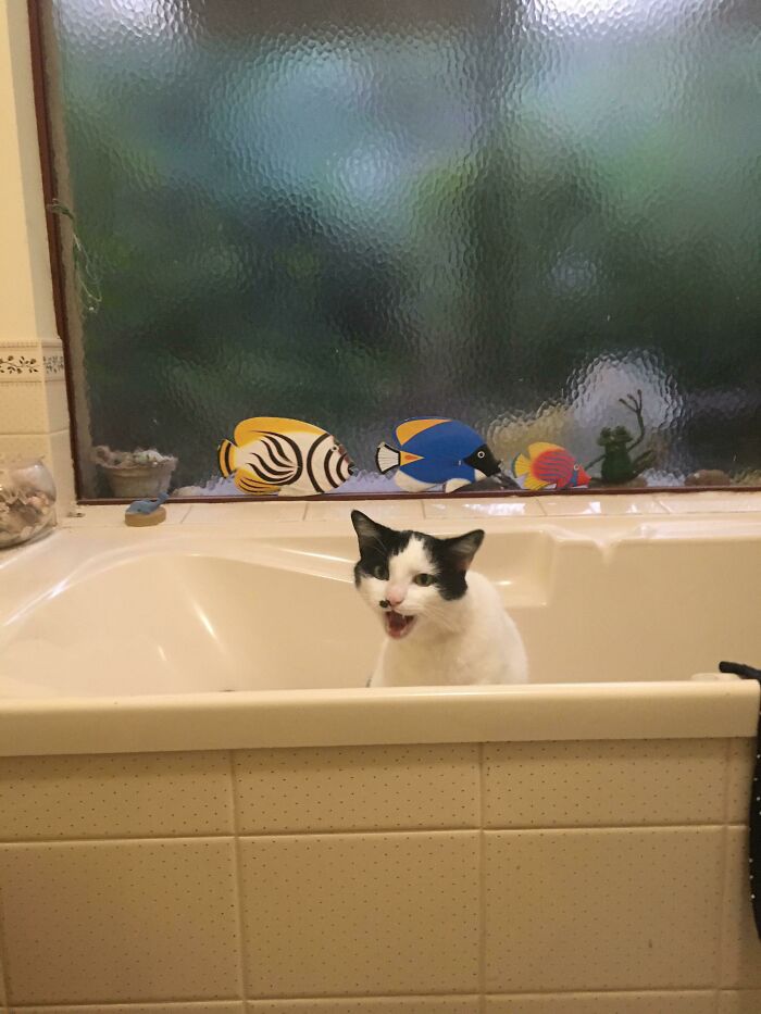 75 Funny Pics Of The Most Adorable Felines Yelling Away To Get Your Attention