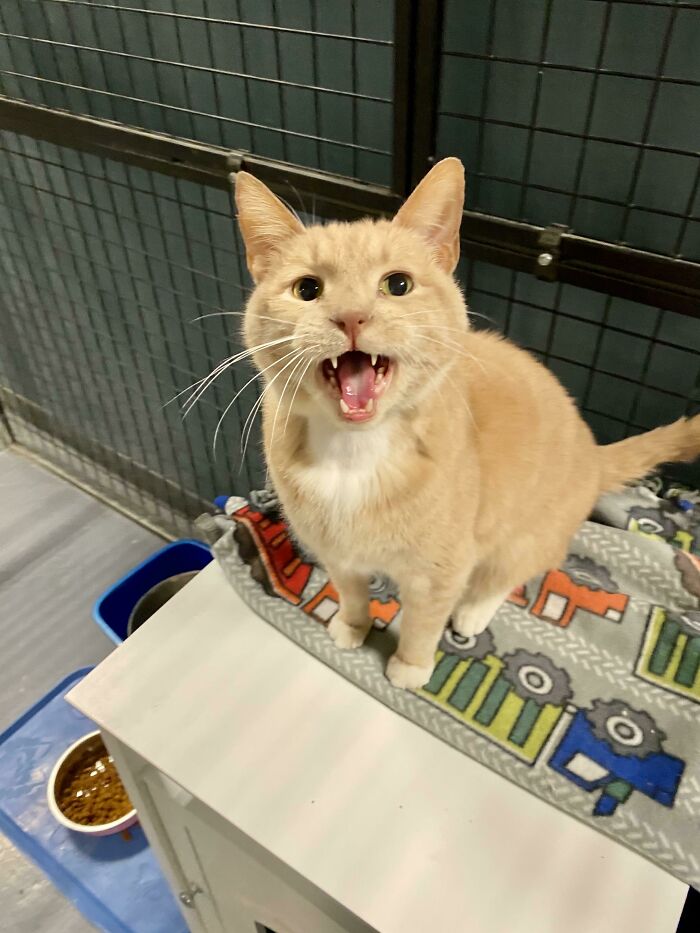75 Funny Pics Of The Most Adorable Felines Yelling Away To Get Your Attention