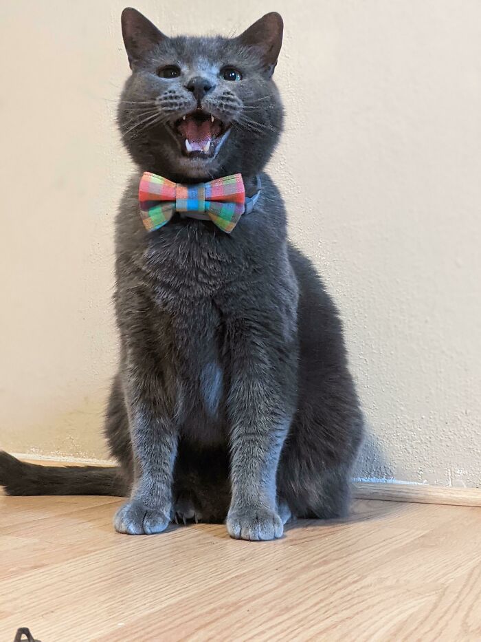 75 Funny Pics Of The Most Adorable Felines Yelling Away To Get Your Attention