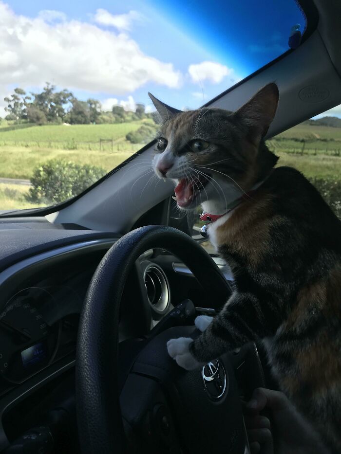 75 Funny Pics Of The Most Adorable Felines Yelling Away To Get Your Attention