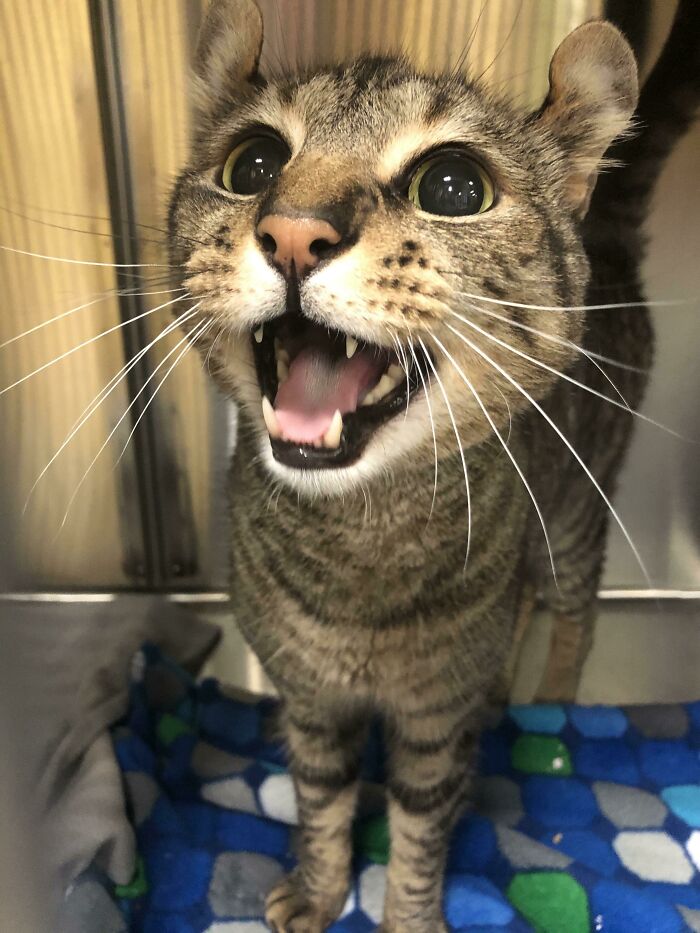 75 Funny Pics Of The Most Adorable Felines Yelling Away To Get Your Attention