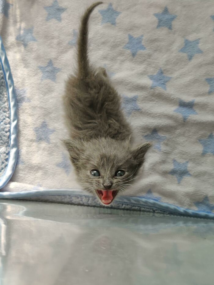 75 Funny Pics Of The Most Adorable Felines Yelling Away To Get Your Attention