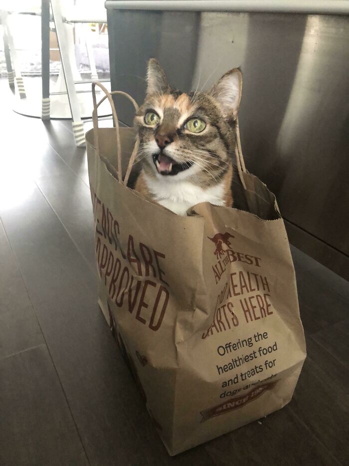 75 Funny Pics Of The Most Adorable Felines Yelling Away To Get Your Attention