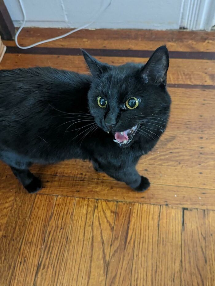 75 Funny Pics Of The Most Adorable Felines Yelling Away To Get Your Attention