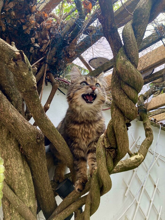 75 Funny Pics Of The Most Adorable Felines Yelling Away To Get Your Attention