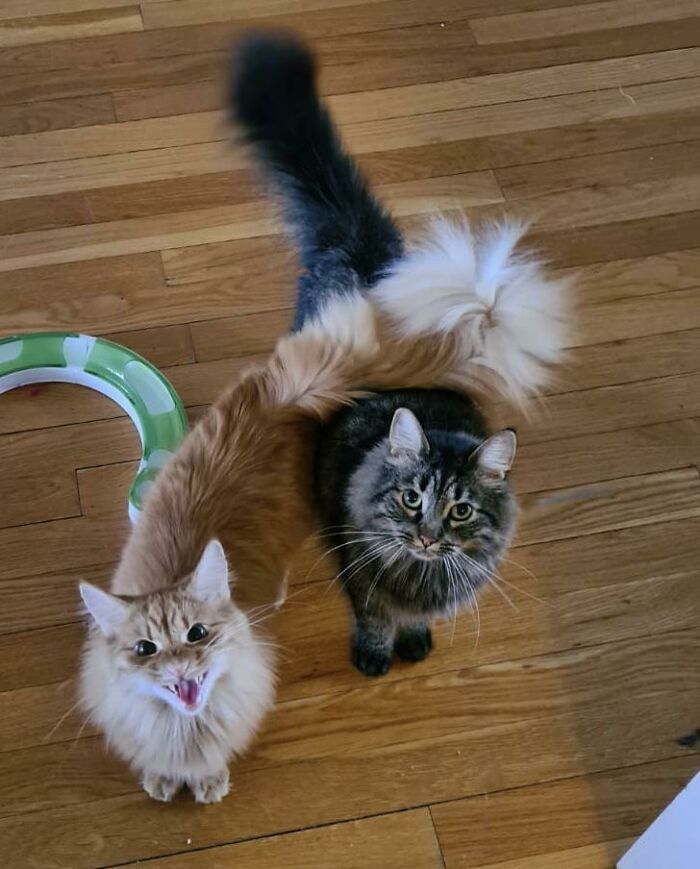 75 Funny Pics Of The Most Adorable Felines Yelling Away To Get Your Attention