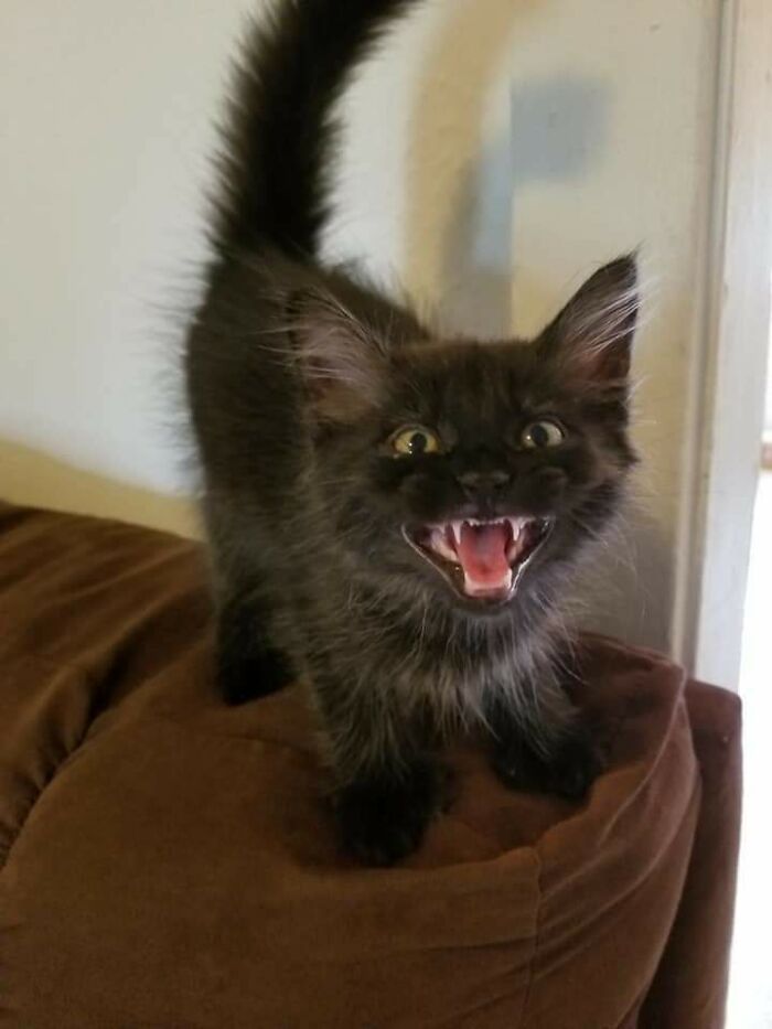 75 Funny Pics Of The Most Adorable Felines Yelling Away To Get Your Attention