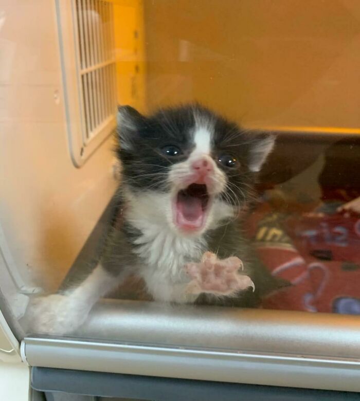 75 Funny Pics Of The Most Adorable Felines Yelling Away To Get Your Attention