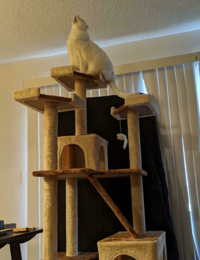 75 Funny Pics Of The Most Adorable Felines Yelling Away To Get Your Attention