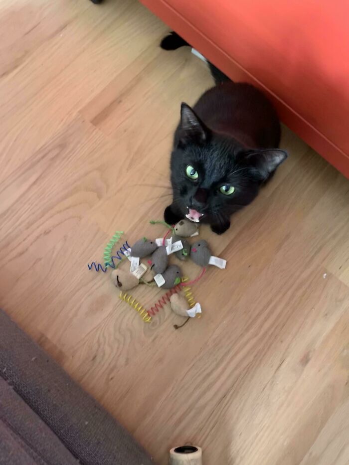 75 Funny Pics Of The Most Adorable Felines Yelling Away To Get Your Attention
