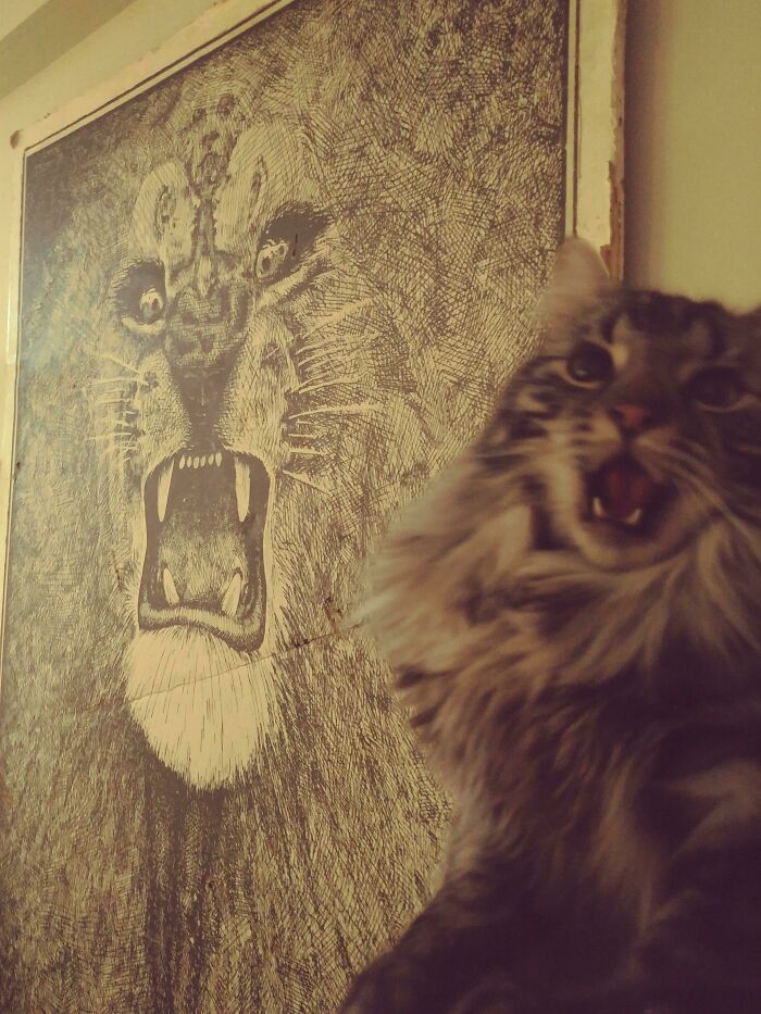 75 Funny Pics Of The Most Adorable Felines Yelling Away To Get Your Attention