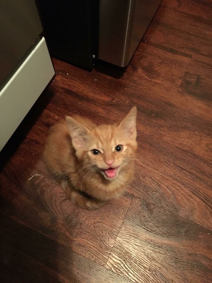 75 Funny Pics Of The Most Adorable Felines Yelling Away To Get Your Attention