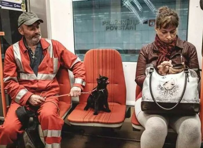 75 Funny Pics Of The Most Adorable Felines Yelling Away To Get Your Attention
