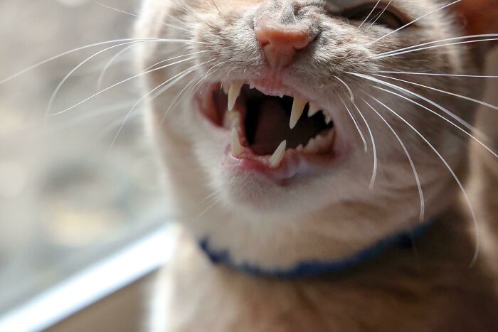 75 Funny Pics Of The Most Adorable Felines Yelling Away To Get Your Attention