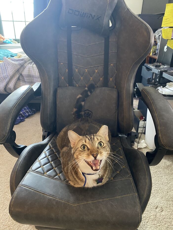 75 Funny Pics Of The Most Adorable Felines Yelling Away To Get Your Attention