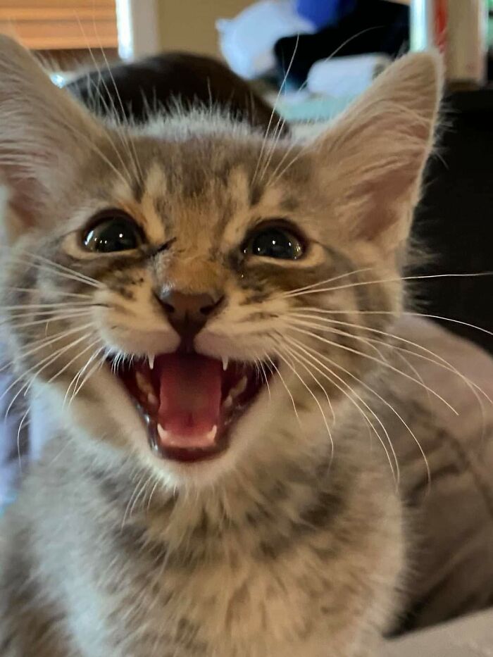 75 Funny Pics Of The Most Adorable Felines Yelling Away To Get Your Attention