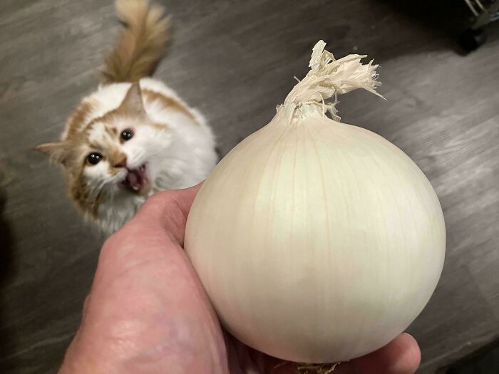 75 Funny Pics Of The Most Adorable Felines Yelling Away To Get Your Attention