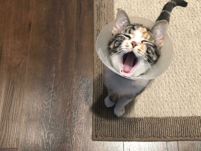 75 Funny Pics Of The Most Adorable Felines Yelling Away To Get Your Attention