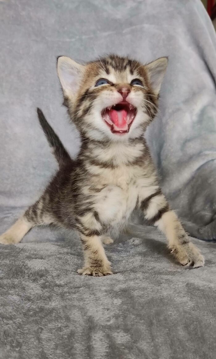 75 Funny Pics Of The Most Adorable Felines Yelling Away To Get Your Attention