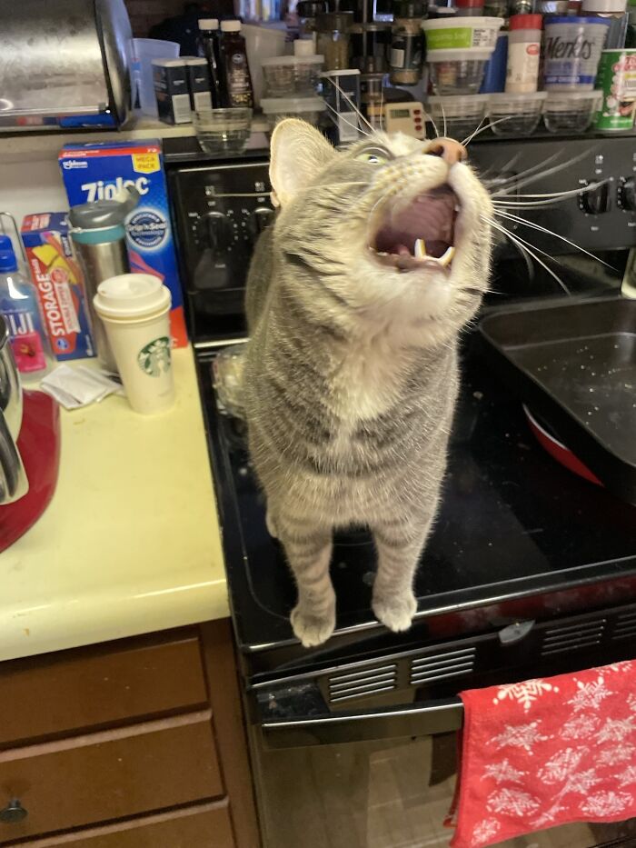 75 Funny Pics Of The Most Adorable Felines Yelling Away To Get Your Attention